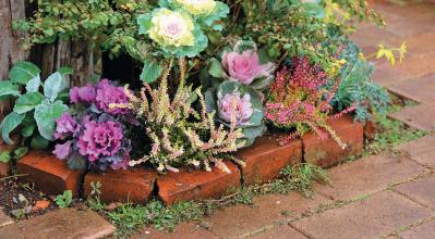 人気園芸店【フローラ黒田園芸】発！ 寒さに強いハボタンで作る冬でも華やかなミニ花壇（サムネイル画像3）