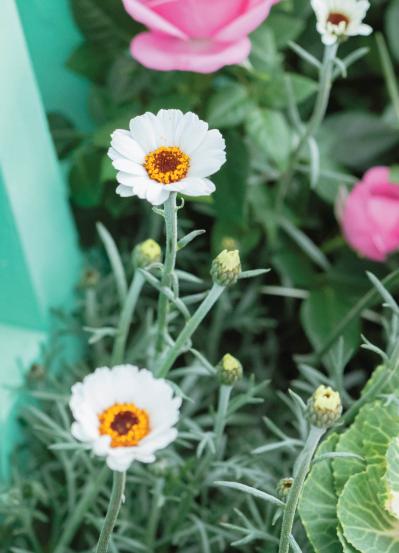 12月に作って春まで長く楽しむ！【オニちゃんの冬の寄せ植え】2選（サムネイル画像9）