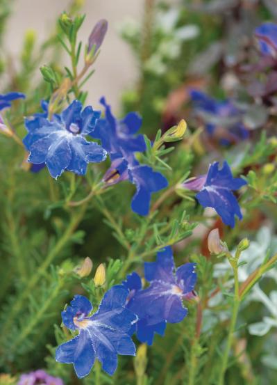 YouTubeが大人気【オニちゃん】直伝！寒さに負けない寄せ植えの作り方とは？（サムネイル画像6）