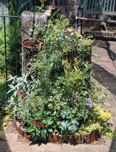 人気園芸店【フローラ黒田園芸】発！ 寒さに強いハボタンで作る冬でも華やかなミニ花壇（サムネイル画像4）