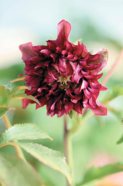 圧倒的なオーラを放つ多弁系【クリスマスローズ】2026年冬・注目の花コレクション（サムネイル画像8）