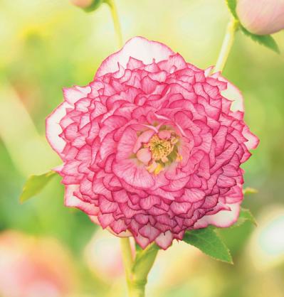 圧倒的なオーラを放つ多弁系【クリスマスローズ】2026年冬・注目の花コレクション（サムネイル画像5）