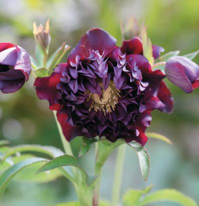 圧倒的なオーラを放つ多弁系【クリスマスローズ】2026年冬・注目の花コレクション（サムネイル画像2）