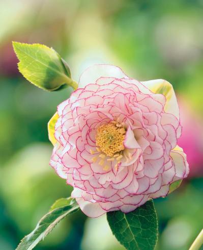 圧倒的なオーラを放つ多弁系【クリスマスローズ】2026年冬・注目の花コレクション（サムネイル画像10）