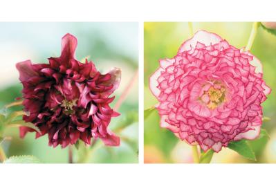 圧倒的なオーラを放つ多弁系【クリスマスローズ】2026年冬・注目の花コレクション