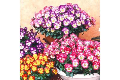 【最大15％OFF】庭やベランダを色鮮やかに♪ゆうゆうtime編集部おすすめ花苗・園芸資材セット・ガーデニングバスケットもAmazonタイムセールで！（サムネイル画像2）