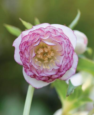 圧倒的なオーラを放つ多弁系【クリスマスローズ】2026年冬・注目の花コレクション（サムネイル画像9）