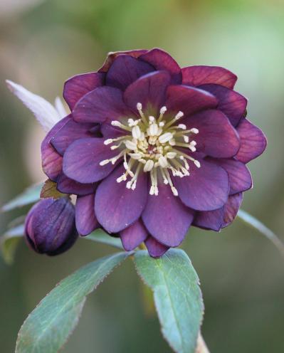 野生味のある姿が魅力の【原種系クリスマスローズ】2026年冬・注目の花6選（サムネイル画像7）