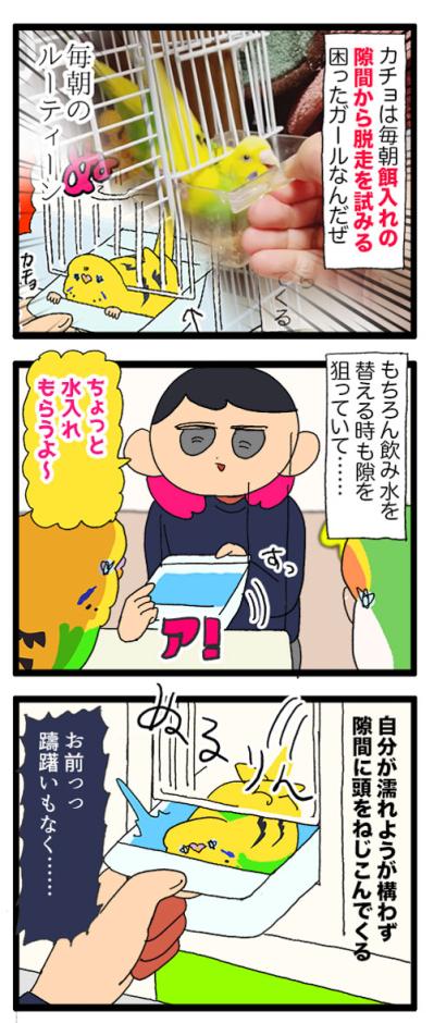 そうくるか！？飲み水交換の隙を狙って脱走を試みたセキセイインコ（と飼い主）の末路【鳥マンガ #179】（サムネイル画像3）