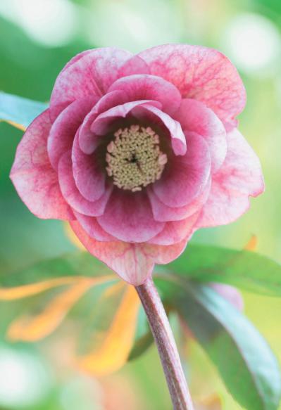 愛好家が注目する【アート系】クリスマスローズ。大和園＆大木ナーセリーの名花を紹介！（サムネイル画像3）