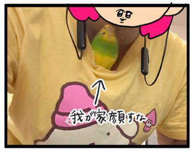 飼い主がセキセイインコの放鳥中にコーヒーを飲めない理由は？曲芸レベルのカチョに注目！【鳥マンガ #180】（サムネイル画像6）