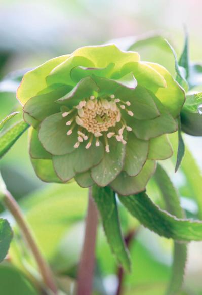 野生味のある姿が魅力の【原種系クリスマスローズ】2026年冬・注目の花6選（サムネイル画像2）