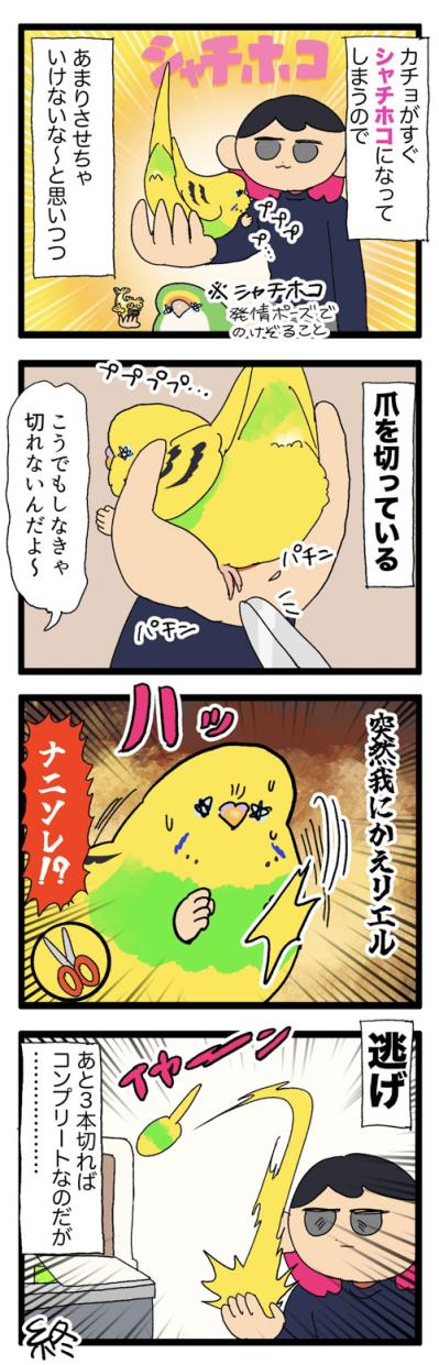 チョイチョイ！セキセイインコの激しい呼び鳴きを無視し続けたら…？【鳥マンガ #182】（サムネイル画像5）