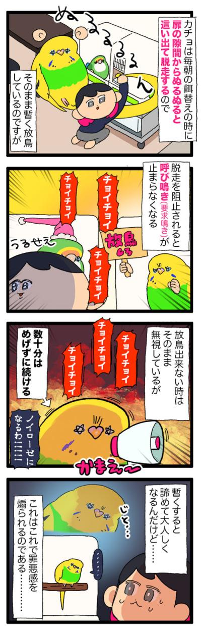 チョイチョイ！セキセイインコの激しい呼び鳴きを無視し続けたら…？【鳥マンガ #182】（サムネイル画像4）
