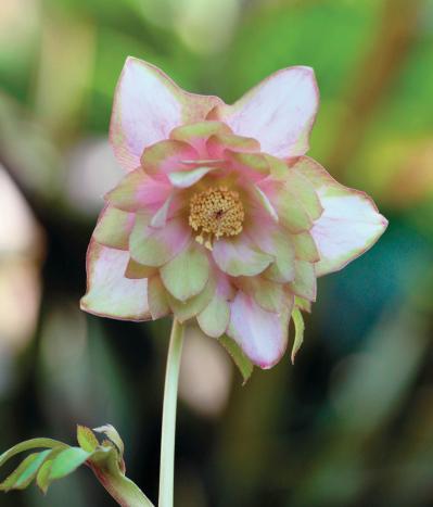 個性的な花がいっぱい【ダブル咲きのクリスマスローズ】好みのひと鉢が必ず見つかる！（サムネイル画像2）