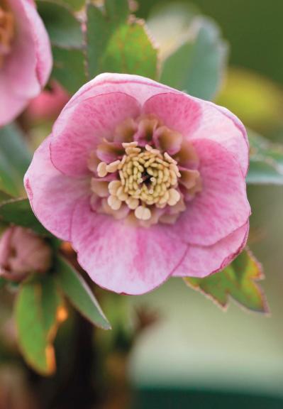 愛好家が注目する【アート系】クリスマスローズ。大和園＆大木ナーセリーの名花を紹介！（サムネイル画像12）