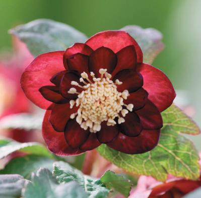 愛好家が注目する【アート系】クリスマスローズ。大和園＆大木ナーセリーの名花を紹介！（サムネイル画像9）