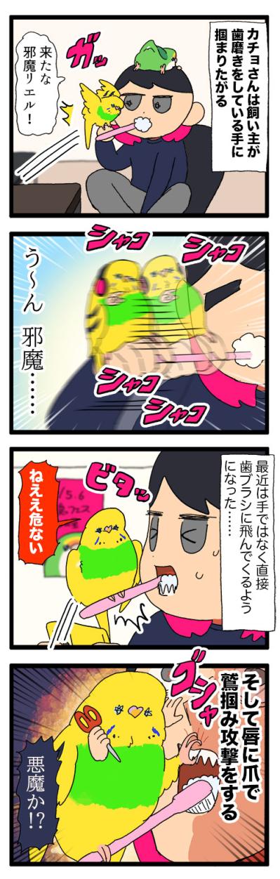 飼い主にも過酷！？でも飼い主の笑顔が一番のインコ・大天使カチョリエル【鳥マンガ #178】（サムネイル画像4）
