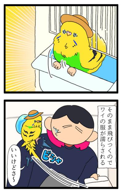 そうくるか！？飲み水交換の隙を狙って脱走を試みたセキセイインコ（と飼い主）の末路【鳥マンガ #179】（サムネイル画像4）