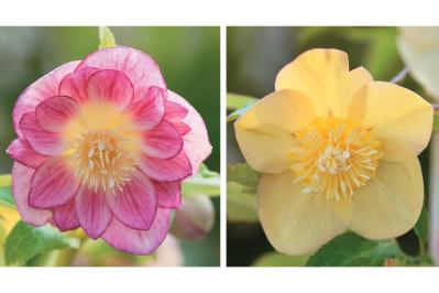 2026年冬に注目の【クリスマスローズ】明るい花色で人気のオーレア系を公開！