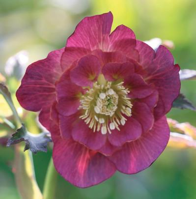 個性的な花がいっぱい【ダブル咲きのクリスマスローズ】好みのひと鉢が必ず見つかる！（サムネイル画像6）