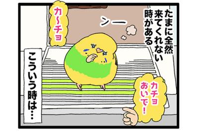 飼い主にも過酷！？でも飼い主の笑顔が一番のインコ・大天使カチョリエル【鳥マンガ #178】（サムネイル画像）