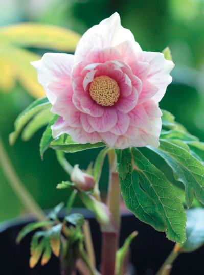 個性的な花がいっぱい【ダブル咲きのクリスマスローズ】好みのひと鉢が必ず見つかる！（サムネイル画像4）