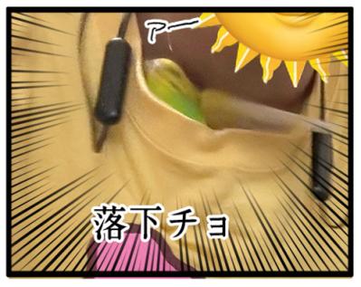 飼い主がセキセイインコの放鳥中にコーヒーを飲めない理由は？曲芸レベルのカチョに注目！【鳥マンガ #180】（サムネイル画像5）