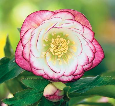 個性的な花がいっぱい【ダブル咲きのクリスマスローズ】好みのひと鉢が必ず見つかる！（サムネイル画像9）