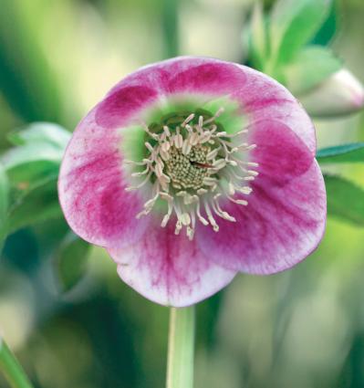 愛好家が注目する【アート系】クリスマスローズ。大和園＆大木ナーセリーの名花を紹介！（サムネイル画像6）