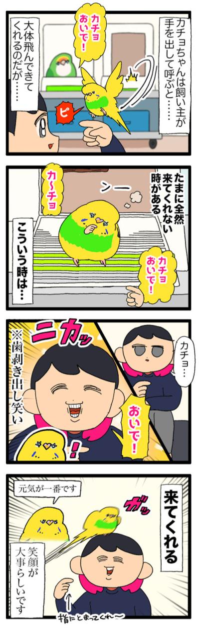 飼い主にも過酷！？でも飼い主の笑顔が一番のインコ・大天使カチョリエル【鳥マンガ #178】（サムネイル画像5）