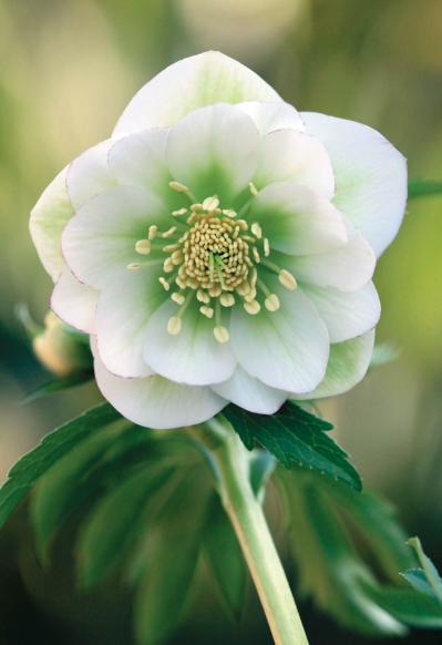 愛好家が注目する【アート系】クリスマスローズ。大和園＆大木ナーセリーの名花を紹介！（サムネイル画像4）