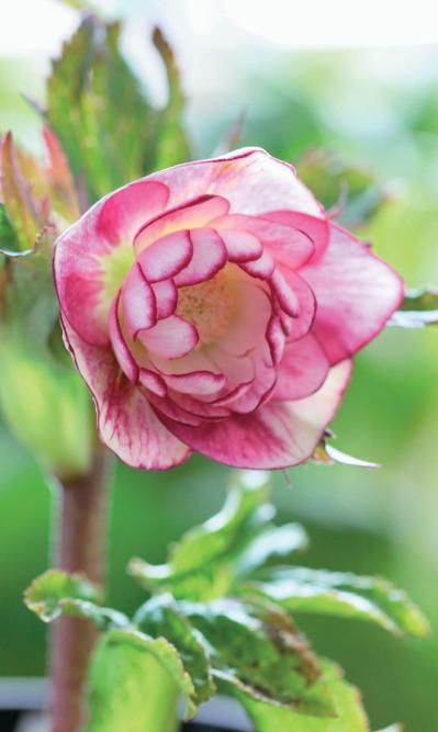 個性的な花がいっぱい【ダブル咲きのクリスマスローズ】好みのひと鉢が必ず見つかる！（サムネイル画像11）