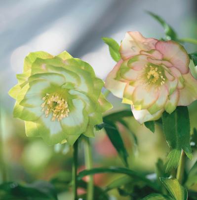 個性的な花がいっぱい【ダブル咲きのクリスマスローズ】好みのひと鉢が必ず見つかる！（サムネイル画像12）