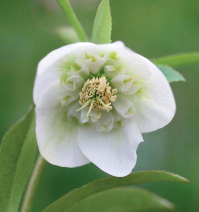 愛好家が注目する【アート系】クリスマスローズ。大和園＆大木ナーセリーの名花を紹介！（サムネイル画像5）