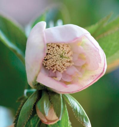 愛好家が注目する【アート系】クリスマスローズ。大和園＆大木ナーセリーの名花を紹介！（サムネイル画像7）