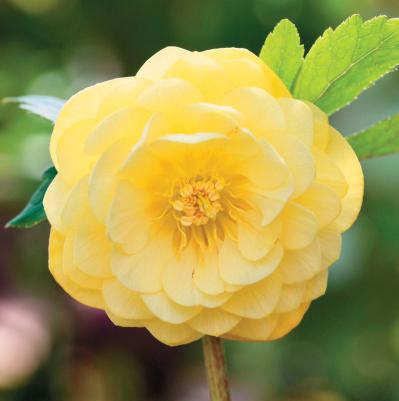 2026年冬に注目の【クリスマスローズ】明るい花色で人気のオーレア系を公開！（サムネイル画像7）