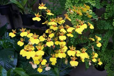 意外に簡単！初心者向け［洋ラン6種］の栽培ポイントと冬のケア方法【ガーデニング】（サムネイル画像5）