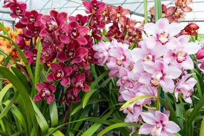意外に簡単！初心者向け［洋ラン6種］の栽培ポイントと冬のケア方法【ガーデニング】（サムネイル画像11）