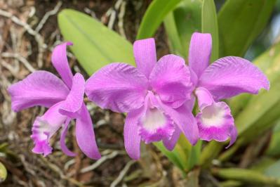 意外に簡単！初心者向け［洋ラン6種］の栽培ポイントと冬のケア方法【ガーデニング】（サムネイル画像2）