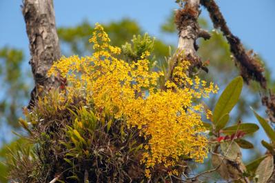 意外に簡単！初心者向け［洋ラン6種］の栽培ポイントと冬のケア方法【ガーデニング】（サムネイル画像6）