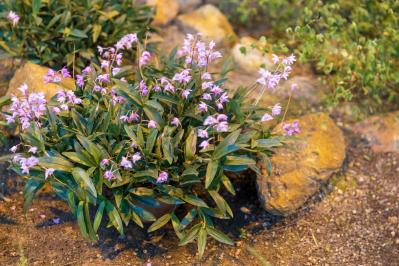 意外に簡単！初心者向け［洋ラン6種］の栽培ポイントと冬のケア方法【ガーデニング】（サムネイル画像8）