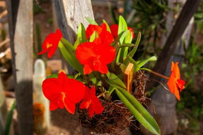 意外に簡単！初心者向け［洋ラン6種］の栽培ポイントと冬のケア方法【ガーデニング】（サムネイル画像3）