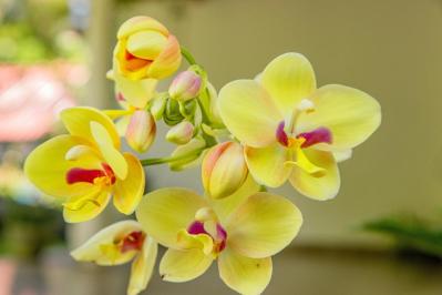 意外に簡単！初心者向け［洋ラン6種］の栽培ポイントと冬のケア方法【ガーデニング】（サムネイル画像13）