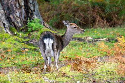 狩猟は1日何頭まで？【クマ、野生動物クイズ#3】奥深い狩猟免許の世界（サムネイル画像2）