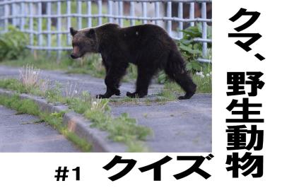 あなたはわかる？【クマ、野生動物クイズ#1】奥深い狩猟免許の世界（サムネイル画像）