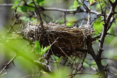 鳥の巣はどこにできる？【クマ、野生動物クイズ#4】奥深い狩猟免許の世界（サムネイル画像2）