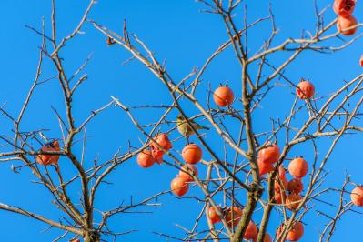 柿の木 野鳥（サムネイル画像）