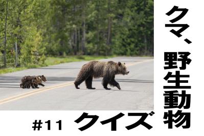 知っておきたい！人畜共通感染症の予防法【クマ、野生動物クイズ#11】奥深い狩猟免許の世界