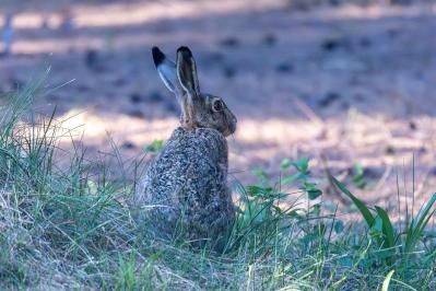 野ウサギ（サムネイル画像）
